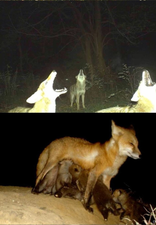 lizardlicks:jumpingjacktrash:jonsnowboard:Damn nature you scarynighttime adventures of forest friend