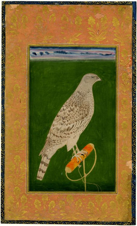 A Falcon Tethered to a PerchMughal Style, Reign of Shah Jahan (r. 1628–58)ca. 1627–58Ink on paperThe