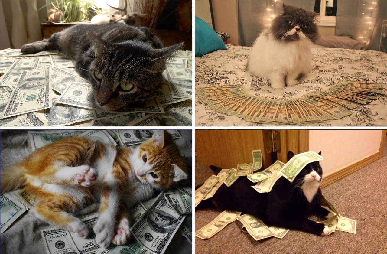 branch-and-root: fushark:  hitpass:  prescriptionquality:  alxbngala:  Money Cats