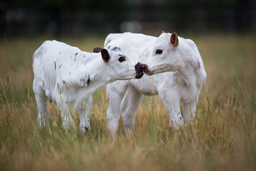 onegreenplanet: These Two Beautiful Rescued Dairy Calves Were Not Destined to Live, but Look at Them