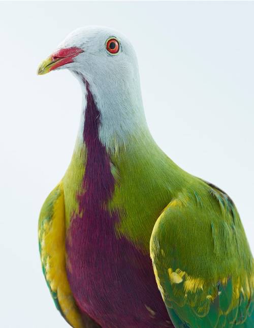 seraphica:“Reconsidering The Pigeon” - photographs by Leila Jeffreys [via]