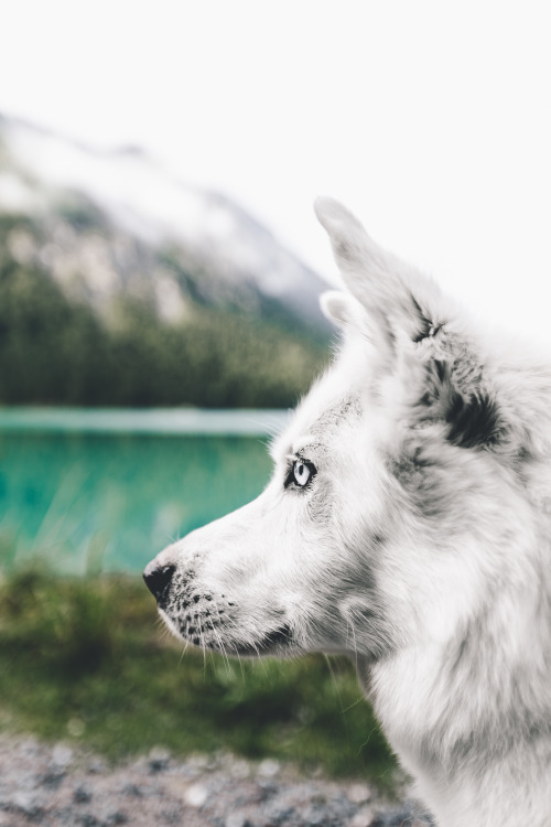 ferdinandchoffray: Dog at Plansee, Austria.