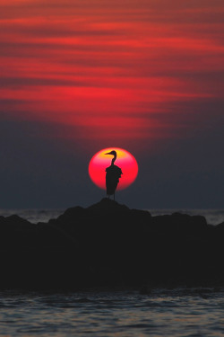 wavemotions:  Grey Heron at Sunset, Maldives