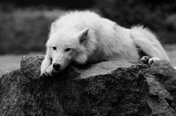 chelsja:  depressive wolf   He’s not