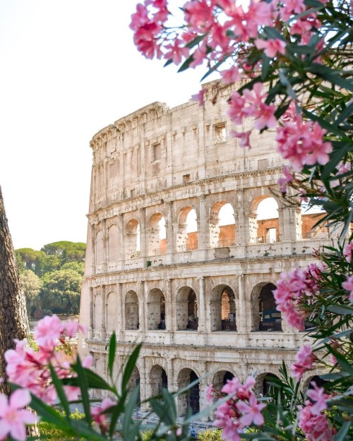 florealegiardini:Colosseo in fiore ~ edo__ph