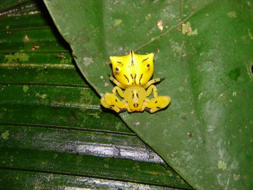 onenicebugperday:Seven-spined crab spider,Epicadus heterogaster, Thomisidae. Found in South and Cent