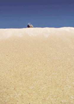 sumocookie:  amazing nature gifs - follow Marinus