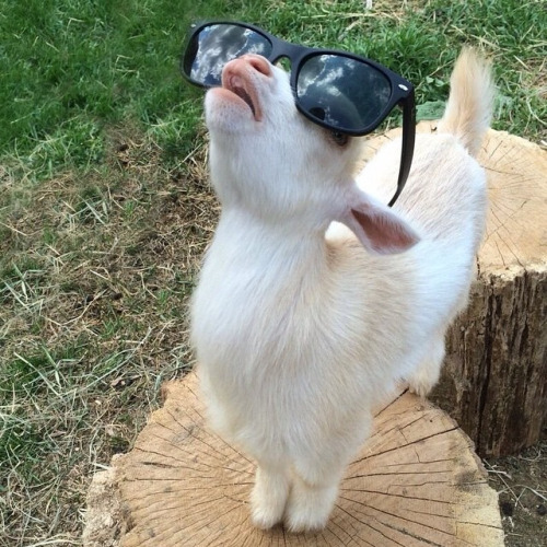 arabellesicardi:  arabellesicardi:  babygoatsandfriends:  Sassy goats with attitude