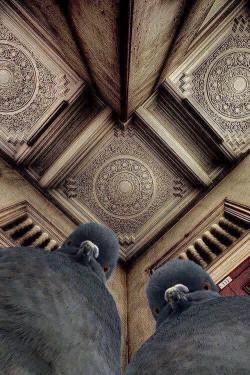 wilwheaton:  Pigeons With Attitude - Straight