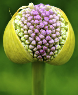 dranilj1:  Allium Bud - Chicago Botanic Garden