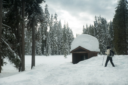 Yosemite National Park: Snowshoeing with a Bobcat