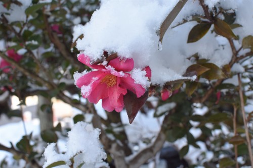 Jukjae Camellia Explore Tumblr Posts And Blogs Tumgir Jukjae Camellia Explore Tumblr Posts And Blogs Tumgir