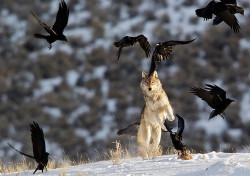 petitloupbete:  A gray wolf lunges at ravens to scare them away from a kill in Yellowstone National Park. (Photograph by Barrett Hedges, National Geographic Image Collection/Alamy)