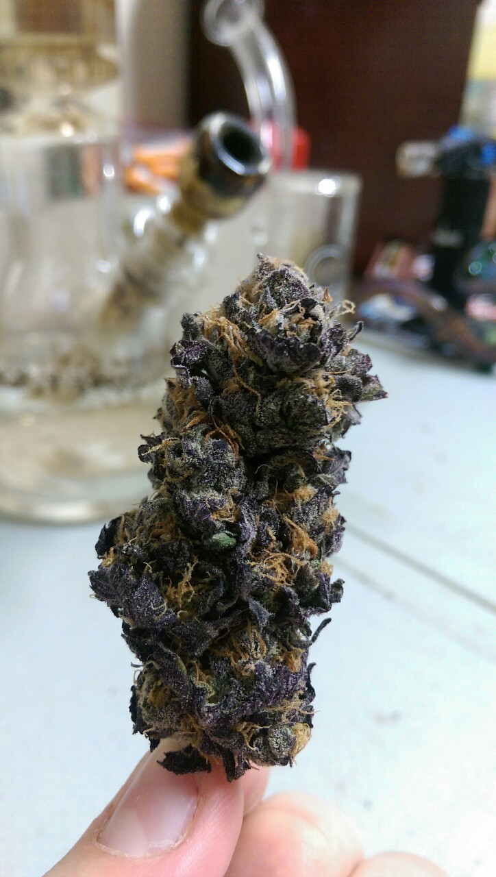 on-the-darker-side:Purple Kush💜