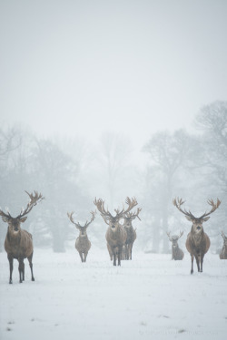 drxgonfly:  Red Deer - The Boys Are Back