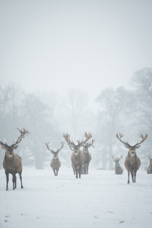 drxgonfly:  Red Deer - The Boys Are Back porn pictures