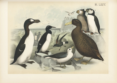 Selections from Studer’s popular ornithology v.01, 1878. 