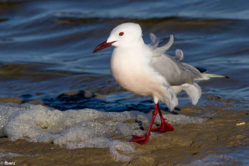 Slender-billed Gull (Chroicocephalus genei) &gt;&gt;by fbarz