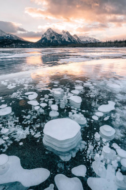 banshy: Abraham Lake by: Stevin Tuchiwsky 