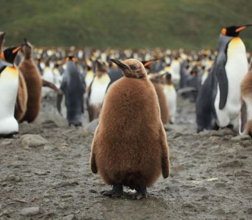 amnhnyc:Did you know that to protect their eggs and small chicks from the cold, King Penguin (Apteno