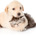 ourpetco: