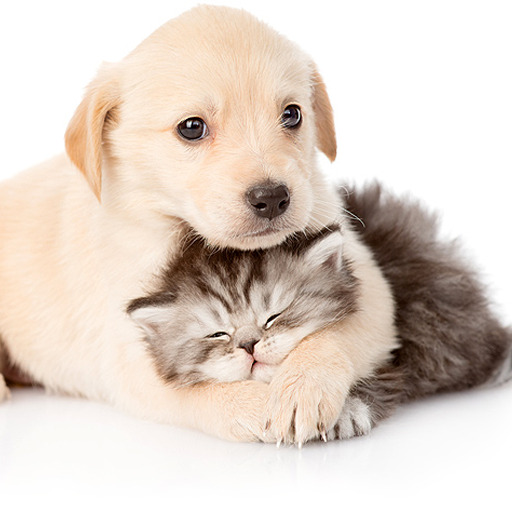 ourpetco: