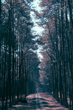 sitoutside:pine forest on road 1088. thaíland.  by  immiandgreg  