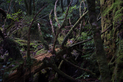 Yakushima Island by sho0414 on Flickr.