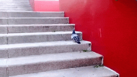 squiggly-squigs: OKAY SO I WAS BORED AND THEN I REALIZED I HAVE A BUNCH OF BIRB GIFS SAVED SO ENJOY 