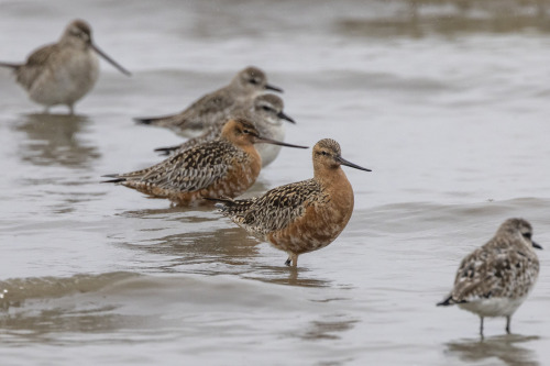 オオソリハシシギ（Bar-tailed Godwit）