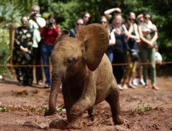 theanimalblog:  An orphaned baby elephant