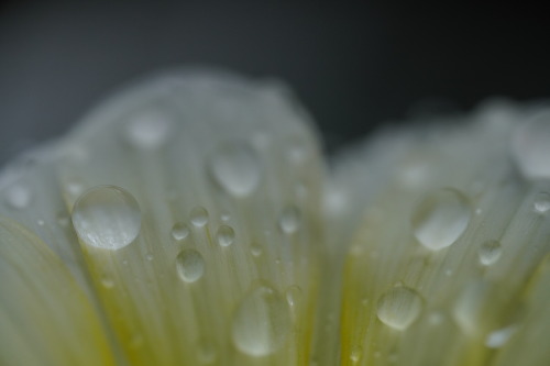 「雫」sony a6400LAOWA 65mm F2.8 2X Ultra Macro APO