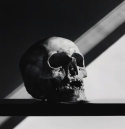 carangi:  Skull (1988), Robert Mapplethorpe