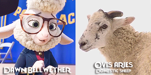 allmyhanddrawnsoul: Zootopia characters + Real life animals Celebrating Zootopia’s