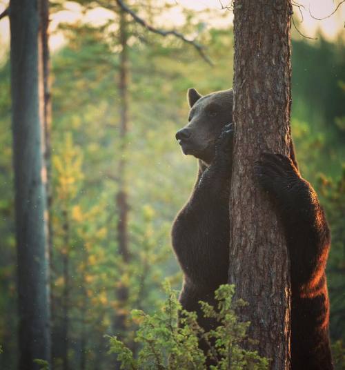 loveforallbears:How beautiful are these photos by Stian Norum Herlofsen Photography!