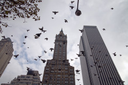 A story about pigeonsWhen growing up in a Swedish city, the most common animal around is the pigeon. Flocks of them are everywhere, and you can always spot one nearby, being their best version of themselves. To me, they’re just a part of urban life,