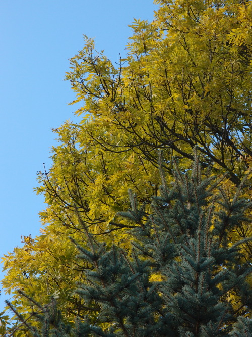Fraxinus excelsior— European ashPicea pungens— blue spruce