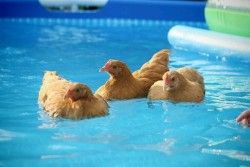 taorinkashikiku: sweet-bitsy: I had no idea that chickens could?? float?? or swim??? I don’t know why I’ve never thought of chickens as buoyant. I never picture chickens anywhere near water. what else have I been missing  C'est les swimming poules