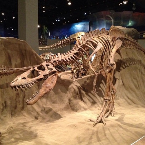 davegeek:#Albertosaurus #skeleton #fossil #dinosaurs  (at Royal Tyrrell Museum of Paleontology)