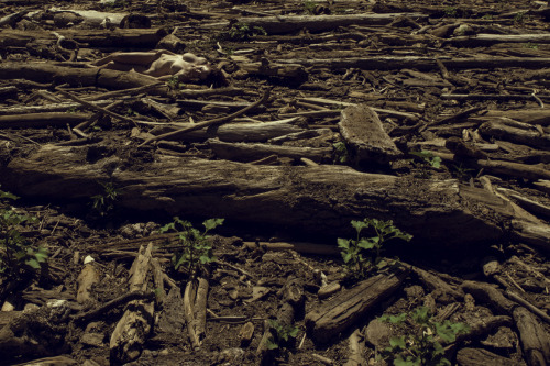 Desolation - model Taylor Emily, photos by me