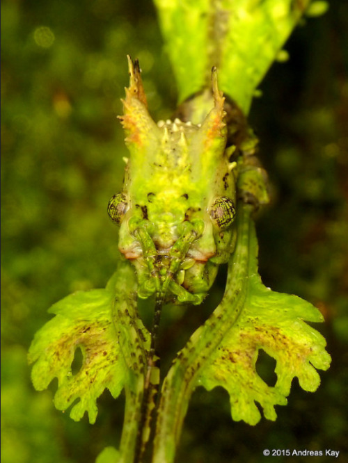 end0skeletal:Moss Mimic Stick Insect Photos by Andreas KayYou poor unfortunate soul…