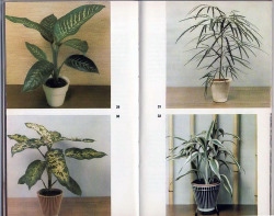 sister-saint:  ooobie:  house plants, 1964