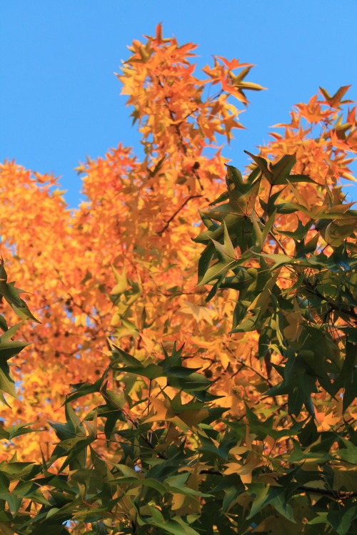 Sweetgum tree during the Autumn in Pennsylvania.