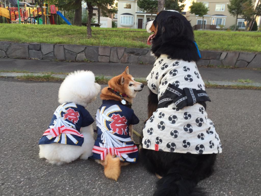 sasaq:  (via Twitter / 柴犬 ペコ @pe9ko12) 