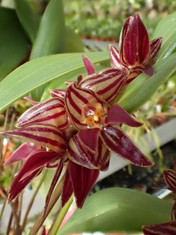 orchid-a-day:    Pleurothallis archidonopsis  April 14, 2019 