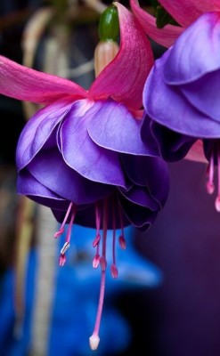 50bestphotos:  Fuschia by DivonsirB http://ift.tt/1szsXmz