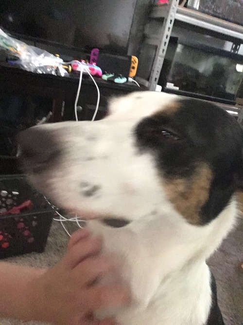 Oof Power Went Out Heres Piper
