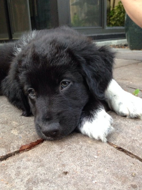 chumbukkit:  I got to pet so many pups today 