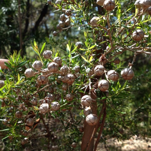 Cute little things we came across on a bushwalk.