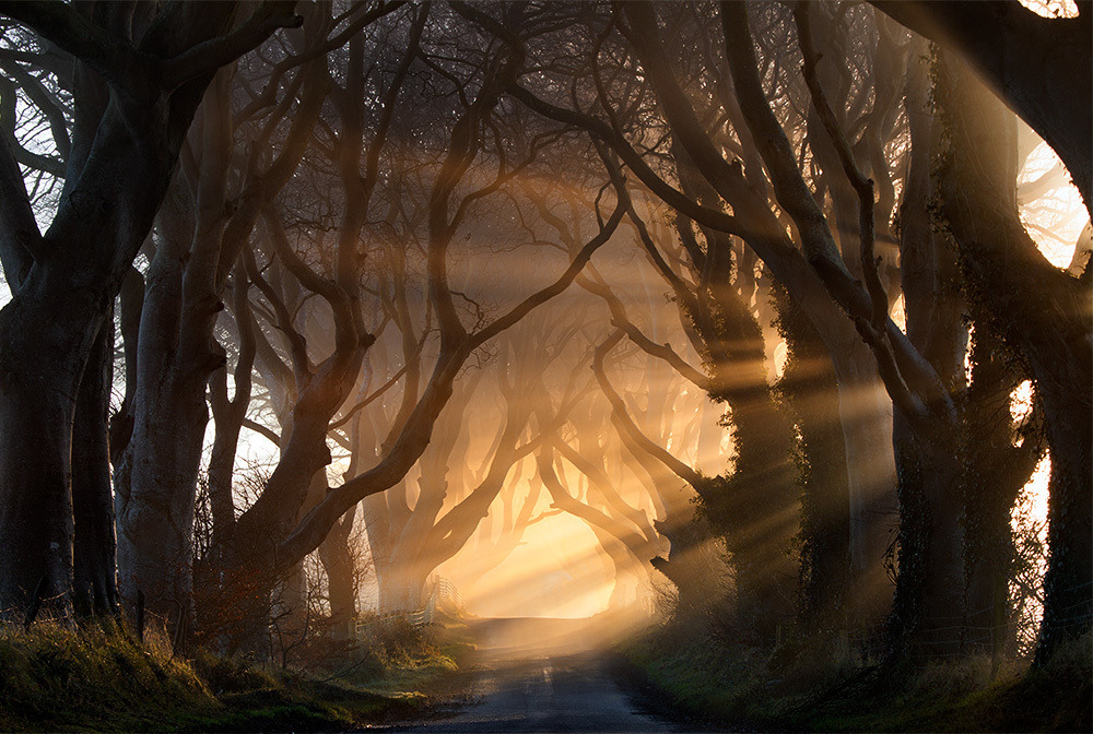 allthingseurope:  The Dark Hedges, Northern Ireland (by Stephen Emerson) 
